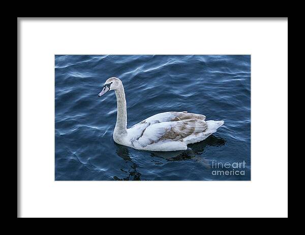 Mute Swan Framed Print featuring the photograph Mute Swan in Limerick, Ireland by Nancy Gleason