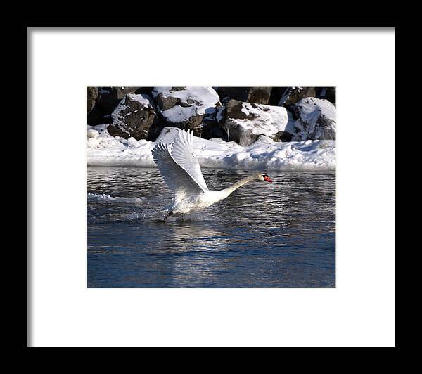 Mute Framed Print featuring the photograph Mute Swan Takes Flight by Flinn Hackett