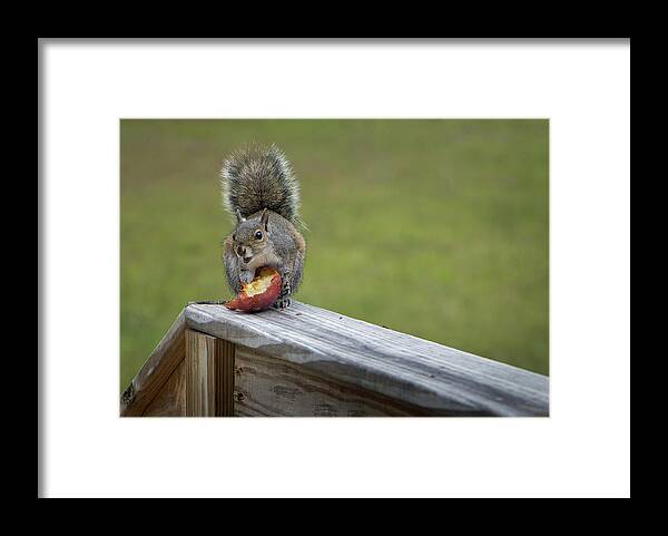 Squirrel Framed Print featuring the photograph My Apple by M Kathleen Warren