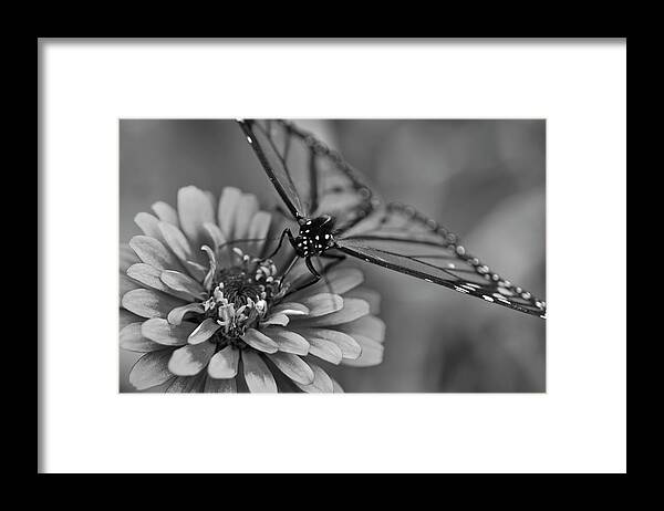 Butterfly Framed Print featuring the photograph My Black and White Side by Scott Burd