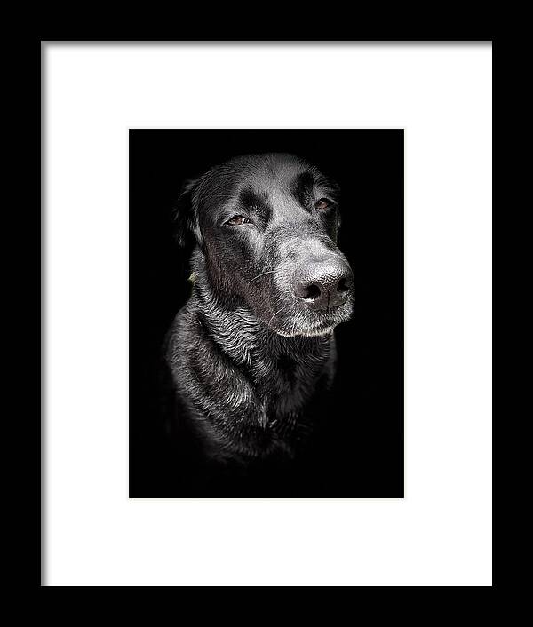 Dog Framed Print featuring the photograph My Dog Darby by David Letts