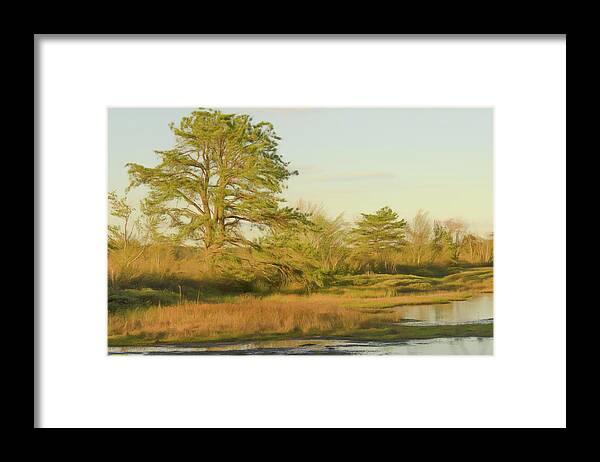 Pitch Pine Framed Print featuring the photograph My Favorite Pine 1 by Beth Venner