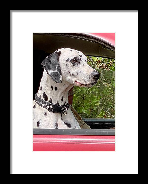 Dalmatian Framed Print featuring the photograph My Fire Dog by Forrest Fortier