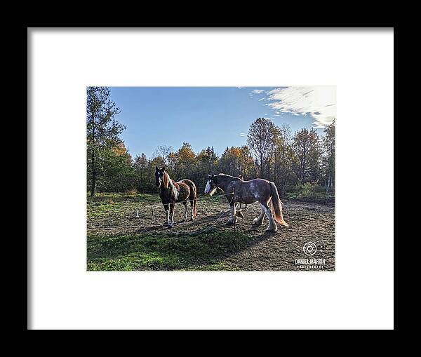 Horse Framed Print featuring the photograph My friends by Daniel Martin