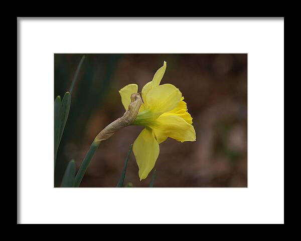  Framed Print featuring the photograph My Good Side by Heather E Harman