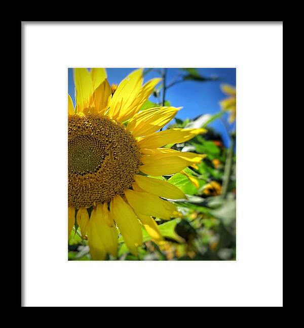 Sunflower Framed Print featuring the photograph My Good Side by Terry Ann Morris