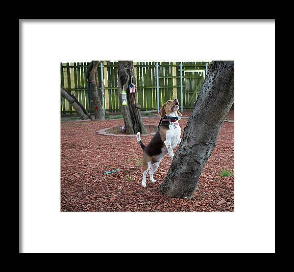 Dog Framed Print featuring the photograph My Yard by C Winslow Shafer