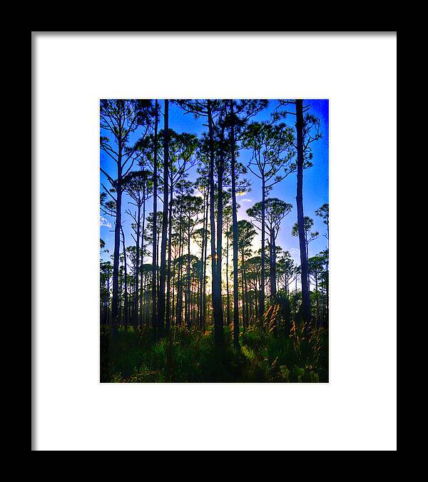 Myakka State Forest Framed Print featuring the photograph Myakka Sunset by Alison Belsan Horton