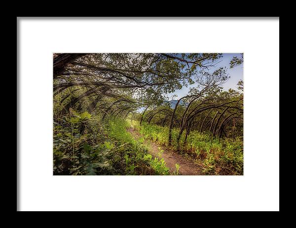 Woods Framed Print featuring the photograph Mystical Worshipping Woods by Bradley Morris