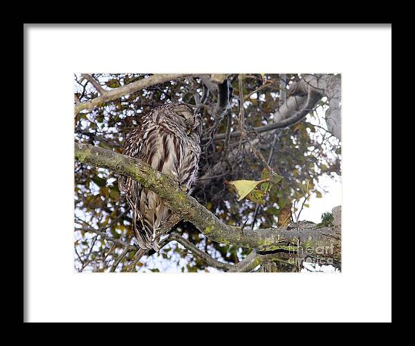 Owl Framed Print featuring the photograph Napping Sage by Kimberly Furey