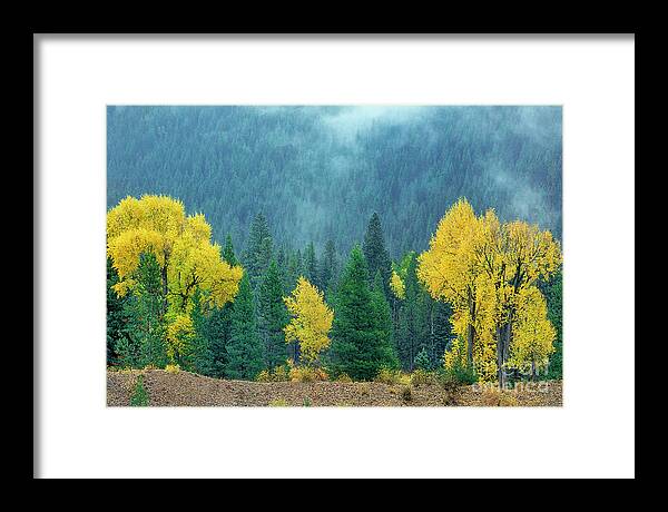 Dave Welling Framed Print featuring the photograph Narrowleaf Cottonwoods And Blur Spruce Trees In Grand Tetons by Dave Welling