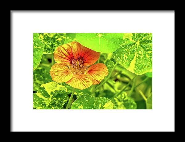 Nasturtium Framed Print featuring the photograph Nasturtium by Timothy Anable