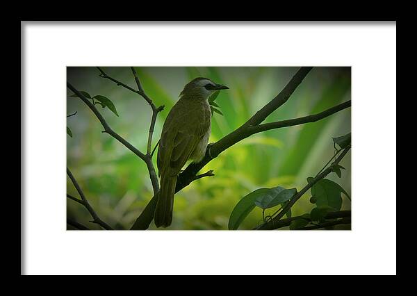Bird Framed Print featuring the photograph Singapore Bird by Robert Bociaga