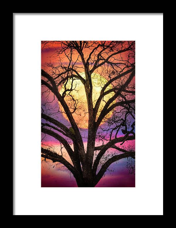Carolina Framed Print featuring the photograph Nature in Stained Glass by Debra and Dave Vanderlaan