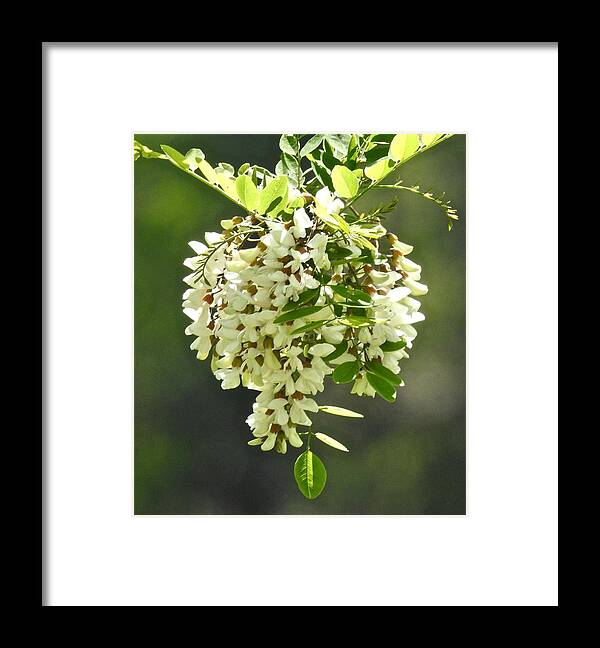 Nature Necklace Framed Print featuring the photograph Nature Necklace by Kathy Chism