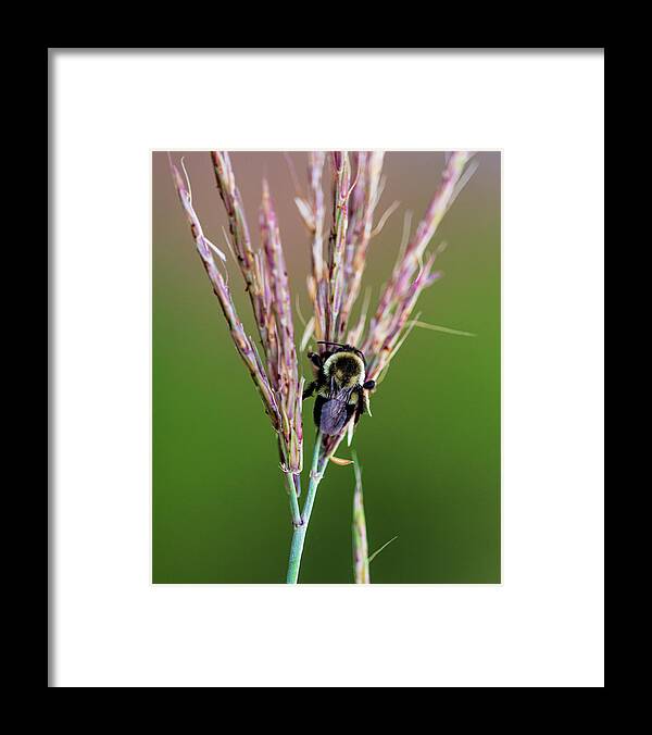 Animals Framed Print featuring the photograph Nature Photography - Bee by Amelia Pearn
