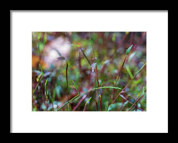 Fall Framed Print featuring the photograph Nature Photography - Fall Grass by Amelia Pearn