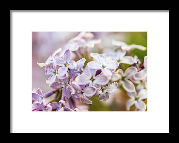 Pink Flowers Framed Print featuring the photograph Nature Photography - Lilacs by Amelia Pearn