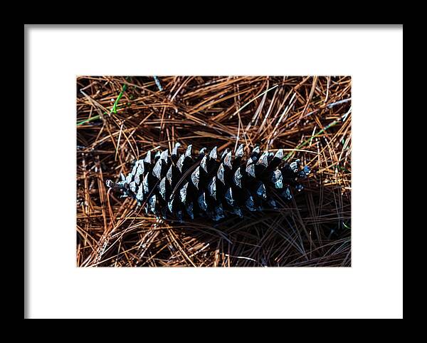 Nature Framed Print featuring the photograph Nature Photography - Pine Cone 2 by Amelia Pearn