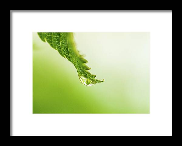 Plants Framed Print featuring the photograph Nature Photography - Rain by Amelia Pearn
