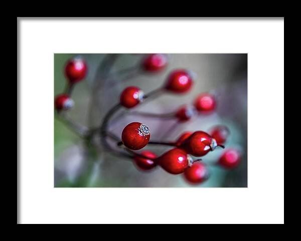 Landscape Framed Print featuring the photograph Nature Photography - Winter Berries by Amelia Pearn
