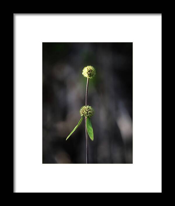Nature Art Framed Print featuring the photograph Nature Pic 2 by Gian Smith
