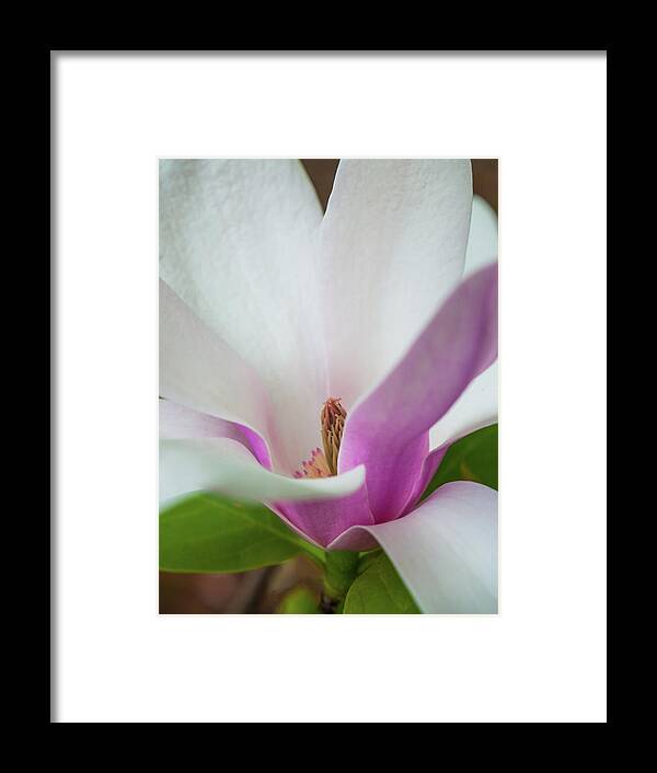 Ohio Framed Print featuring the photograph Natures Bud by Stewart Helberg
