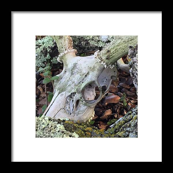 Skull Framed Print featuring the photograph Nature's Reclamation by Wendy Golden