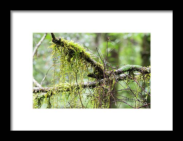 Moss Framed Print featuring the photograph Nature's Delicate Beauty by Linda Lees
