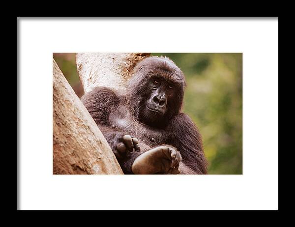 Africa Framed Print featuring the photograph Ndakasi, Gorilla Sanctuary by Brooke Reynolds