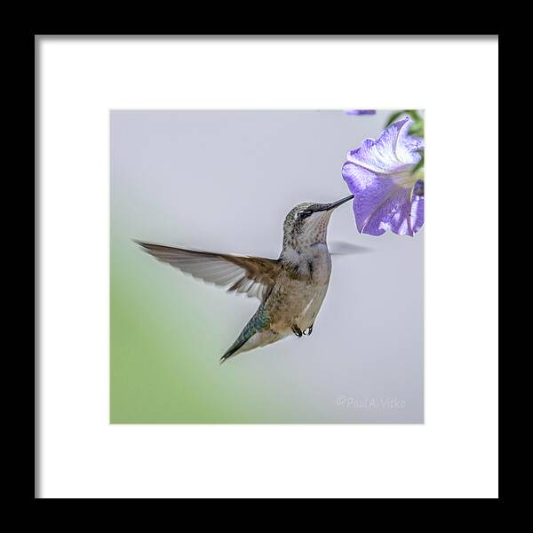Bird Framed Print featuring the photograph Nectar Time by Paul Vitko