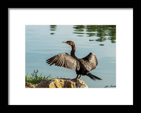 Animal Framed Print featuring the photograph Neotropic Cormorant with Wings Spread by Jeff Goulden