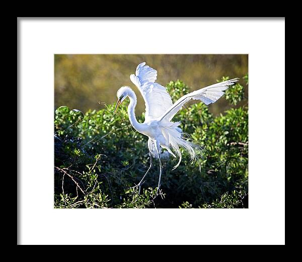 Great Egret Framed Print featuring the photograph Great Egret Building a Nest by Ronald Lutz