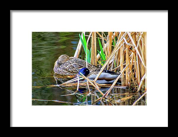 Water Framed Print featuring the photograph Nestling in the Reeds by Larey and Phyllis McDaniel