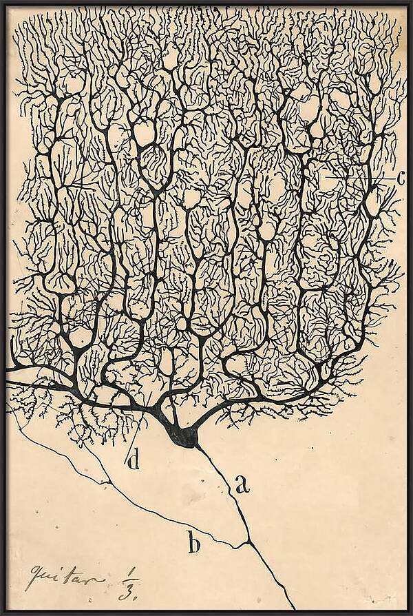 Neuron Drawing By Santiago Ramon Y Cajal by Santiago Ramon Y Cajal