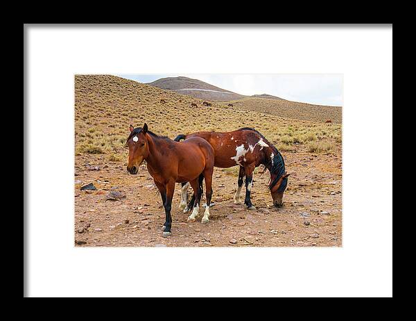 Horse Framed Print featuring the photograph Nevada Mustangs by Ron Long Ltd Photography