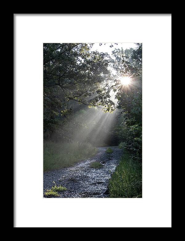 Trees Framed Print featuring the photograph New Beginnings by Elaine Malott