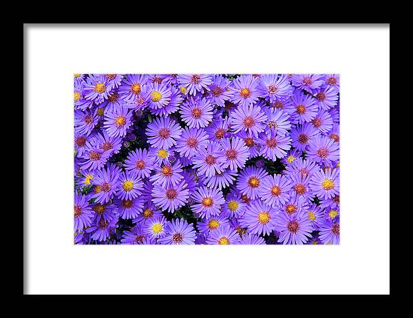  Flowers Framed Print featuring the photograph New England Aster _7863 by Rocco Leone