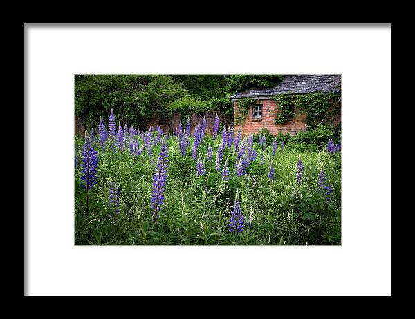 Lupine Framed Print featuring the photograph New England Lupine by Bill Wakeley