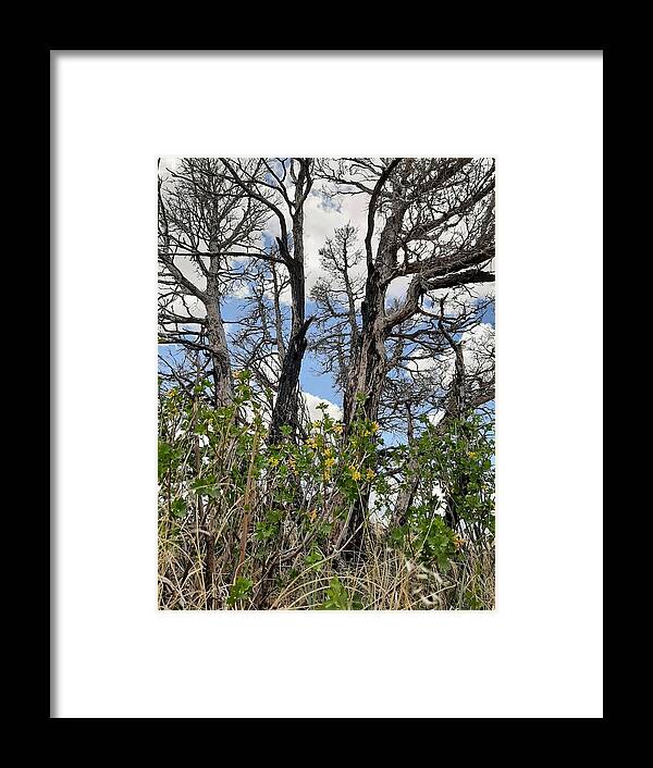 Burn Framed Print featuring the photograph New Growth by Burned Juniper by Amanda R Wright