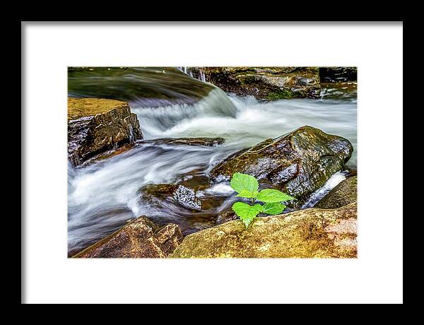 Green Framed Print featuring the photograph New Growth by Ed Newell