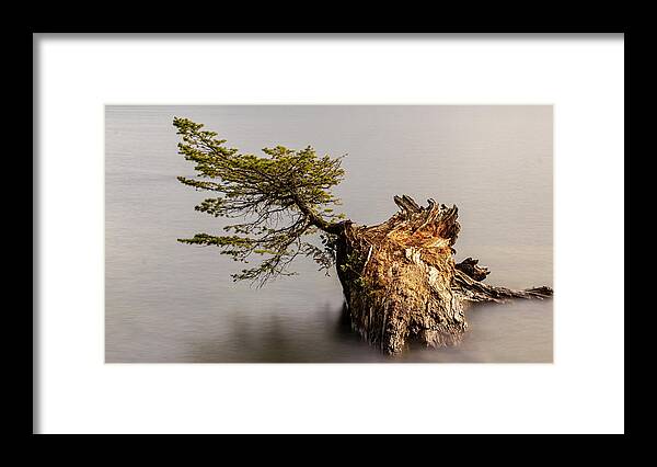 Landscape Framed Print featuring the photograph New Growth From Fallen Tree by Tony Locke
