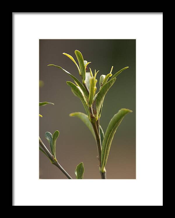  Framed Print featuring the photograph New Growth by Heather E Harman