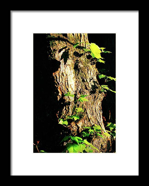 Nature Framed Print featuring the photograph New Growth in Springtime by Steve Ember