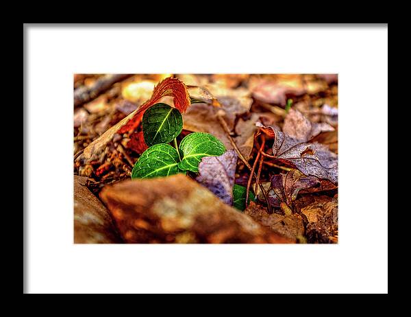 New Hampshire Framed Print featuring the photograph New Growth by Jeff Sinon