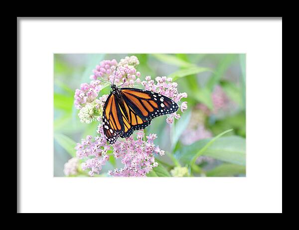 New Life Framed Print featuring the photograph New Life by Patty Colabuono