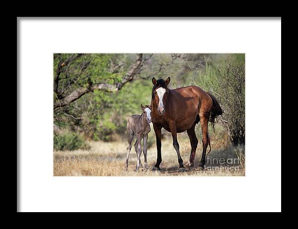 Cute Foal Framed Print featuring the photograph Newborn by Shannon Hastings