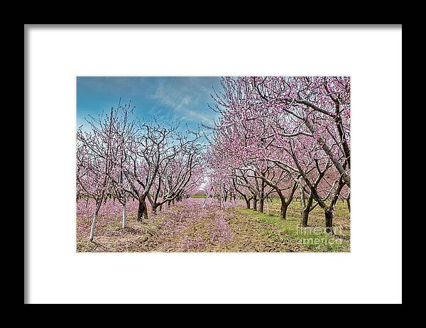 Blossoms Framed Print featuring the photograph Niagara's Blossom Trail - Trimming Time by Marilyn Cornwell