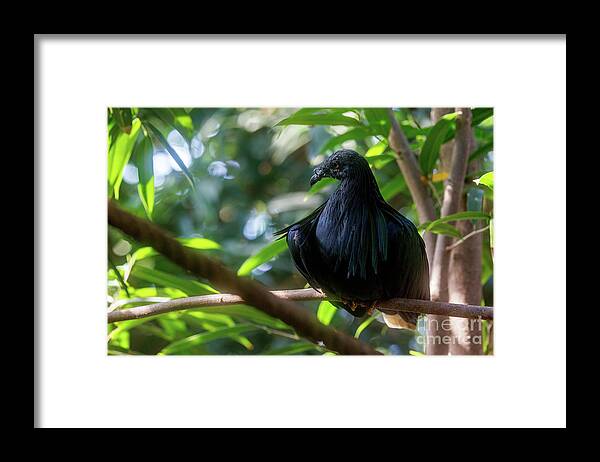 Nicobar Pigeon Framed Print featuring the photograph Nicobar pigeon, caloenas nicobarica, the only living member of the genus Caloenas, and may be the closest living relative of the extinct dodo. by Jane Rix