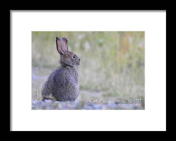 Rabbit Framed Print featuring the photograph Nipped by frost by Nicola Finch